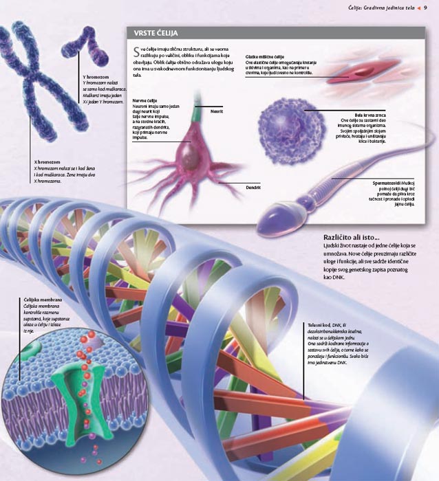 Upoznaj Ljudsko Telo, Linda Kalabrezi - pogled 5