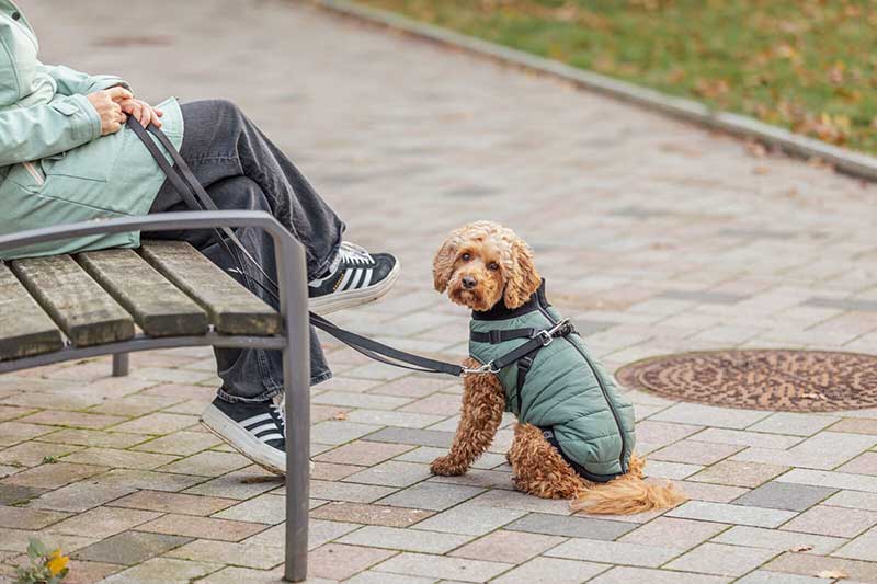 Odelo sa integrisanim amom za pse leđa 24cm Pontis sage Trixie 6803420 - pogled 5