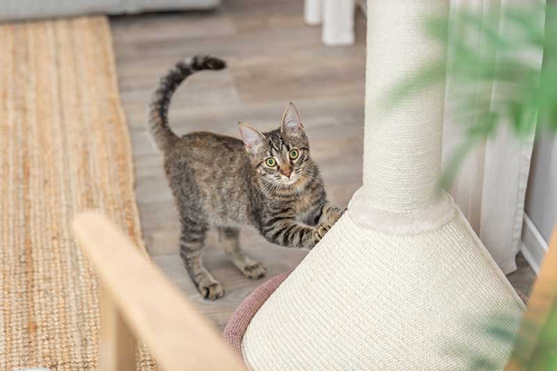 Grebalica sa krevetom za mačke 80cm Viviana antique pink Trixie 44476 - pogled 5