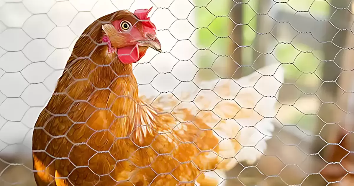 Više od obične ograde za kokošinjac. Kreativno korišćenje Heksagonalnog žičanog pletiva