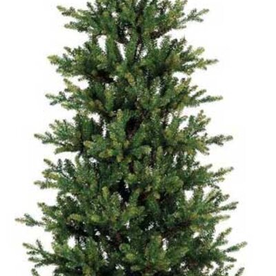 Novogodišnja jelka Everlands Queensland slim fir 180cm