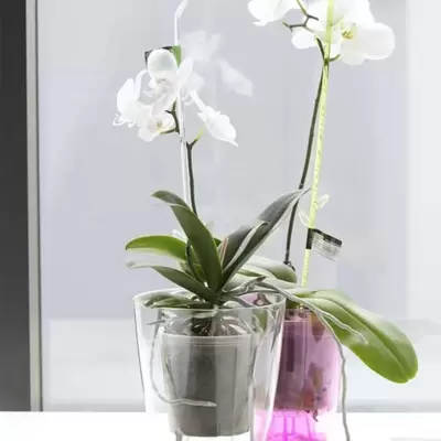 Saksija za orhideje Transparentna Prosperplast DUOW130P-CPNO