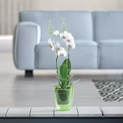 Saksija za orhideje Zelena Prosperplast DUOW130P-CPY2