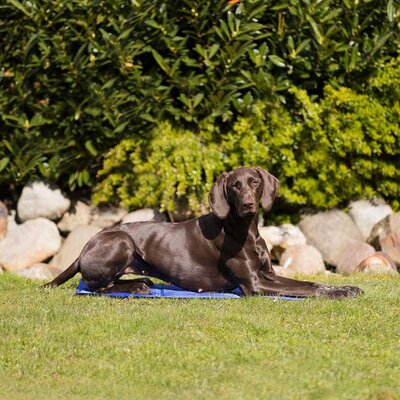 Rashladna prostirka za pse 100x60cm Trixie 28688