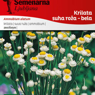 Cveće Suva ruža - bela - seme Ammobium alatum 2008