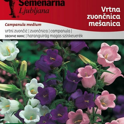 Cveće Zvončići - mešavina - seme Campanula medium 2678