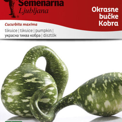 Ukrasna tikva Kobra - seme - Cucurbita maxima 2422