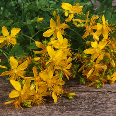 Kantarion - seme 10 kesica Villager 004811