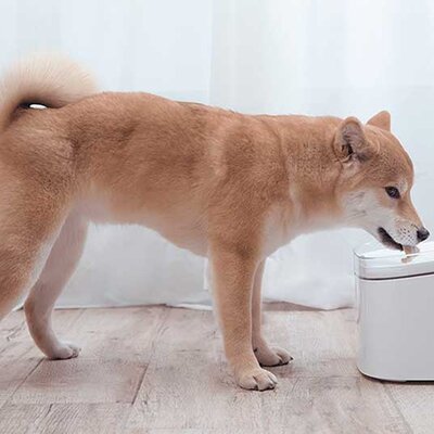 Xiaomi Smart Pojilo Za Mačke, Male i Srednje Pse