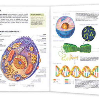 Školski anatomski atlas