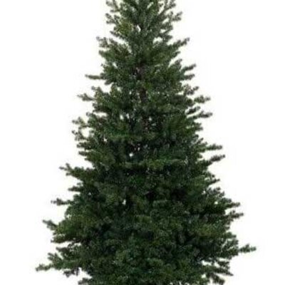 Novogodišnja jelka Everlands Allison Pine 150 cm