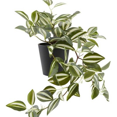 Veštačka biljka Puzavica