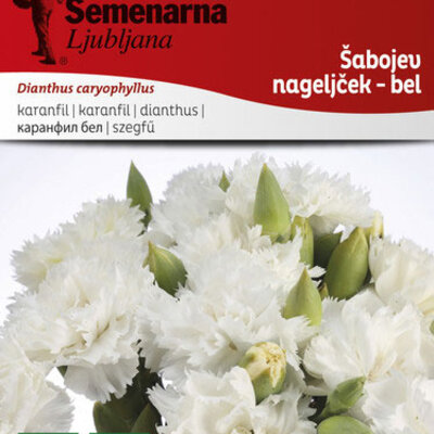 Seme za Karanfil šabo - beli - Dianthus caryophyllus 10 kesica 3225/6