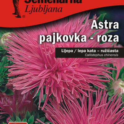 Seme 5 kesica Lepa Kata igličasta - pink - Callistephus chinensis spider 2261