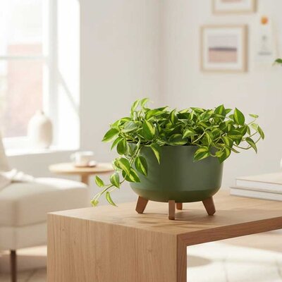 Saksija Prosperplast Gracia 34x24 sa nogarima Olive Green