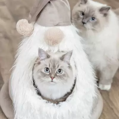 KUĆICE ZA MAČKE I MALE PSE