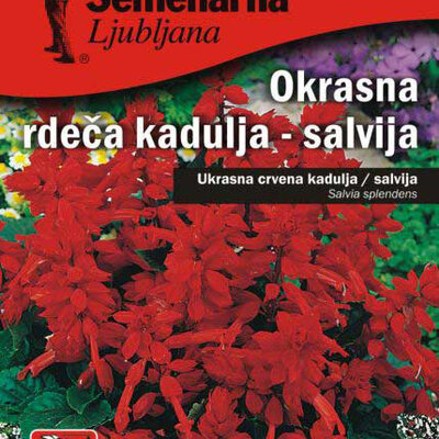 Baštensko cveće Plamena Kadulja - Žalfija - Salvia splendens 5 kesica 5174