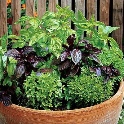 Seme 5 kesica Bosiljak miks Franchi Sementi Virimax