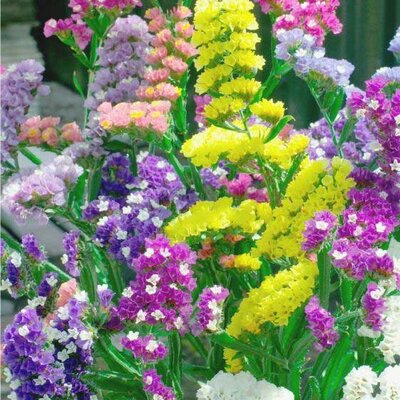 Seme za cveće Statica 10 kesica Villager