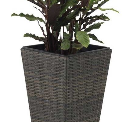 Visoka Saksija Od Ratana