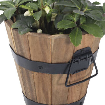 Žardinijera od Borovine