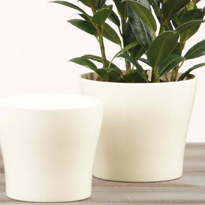 Scheurich saksija 808/17 Glossy Cream SH 47433