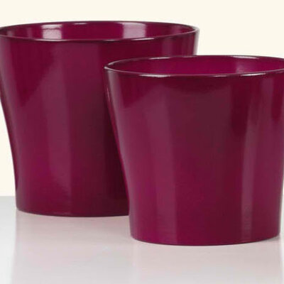 Scheurich saksija Wild Berries 808/15 SH 49859