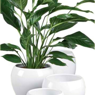 Scheurich saksija Alaska 740/17 SH 47353