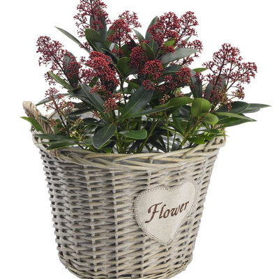 Saksija od vrbe Herta