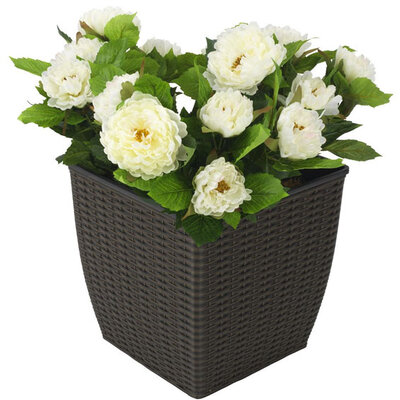 Saksija Optima ratan