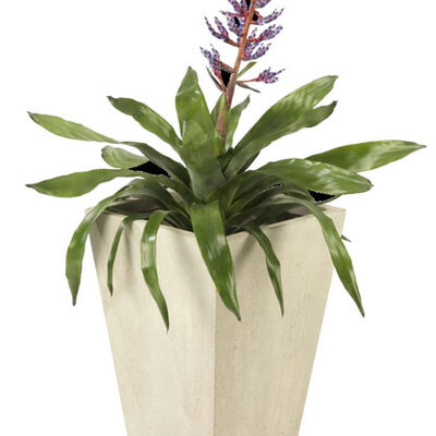 Saksija Brimstone V53