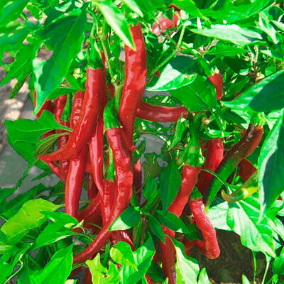 Crveni ljuti feferoni - papričice - seme 5 kesica Villager 004315
