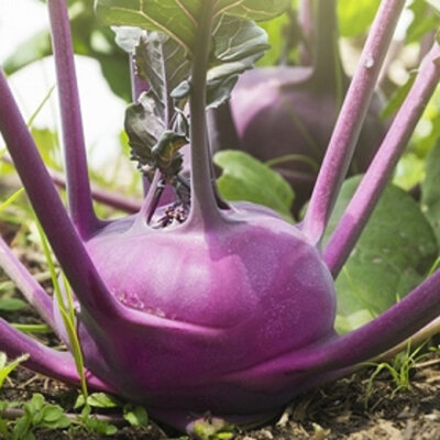 Seme za povrće 10 kesica - Keleraba bečka plava Villager 003619