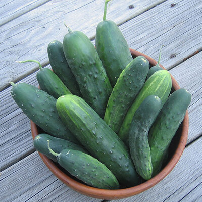 Seme 5 kesica za Krastavac delikates Villager 003697