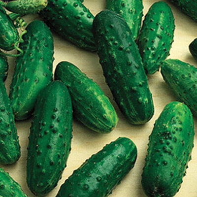 Seme 5 kesica za Krastavac - Krastavčići levina mix Villager 011316