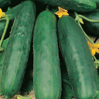 Seme za Krastavac sunčani potok 5 kesica Villager 011314