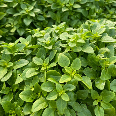 Seme za Bosiljak sitnolisni 10 kesica Villager 011312