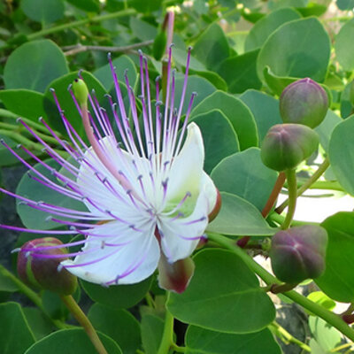 Začinsko bilje Kapar - seme 5 kesica Villager 003517