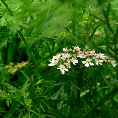 Seme za začin - Korijander - 5 kesica Villager 005816