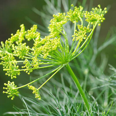 Mirođija - seme 10 kesica Villager 003455