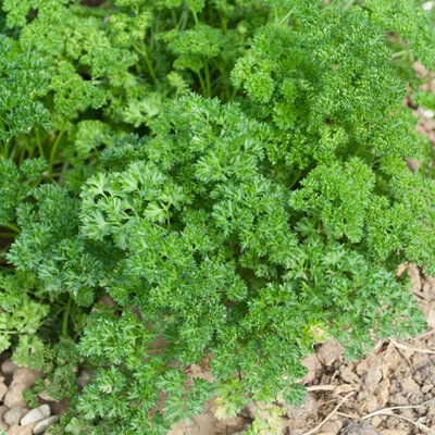 Seme za Peršun kovrdžavi Riccio Verde Scuro 5 kesica Villager 011329