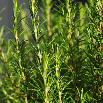 Seme za Ruzmarin 5 kesica Villager 003602