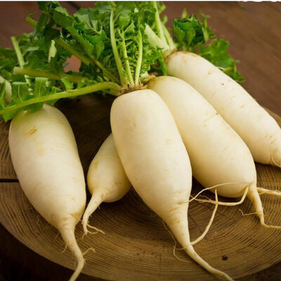 Seme za povrće 10 kesica - Bela rotkva munchener bier Villager 02134