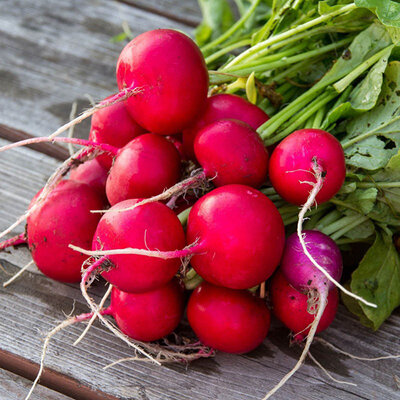 Seme za Rotkvice saksa 10 kesica Villager 023340