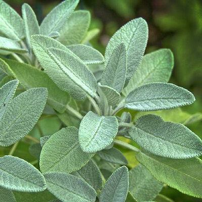 Žalfija - seme 5 kesica Villager 003522