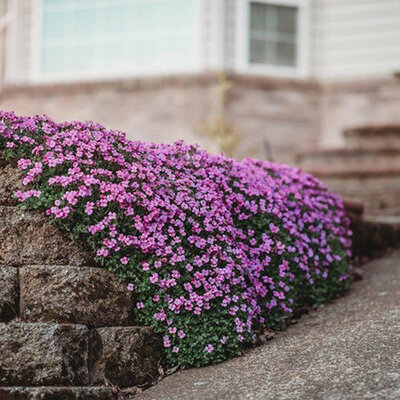 Seme za cveće Aubrieta - Aubrecija mix - 10 kesica Virimax Franchi Sementi