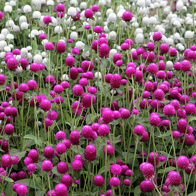 Seme za cveće Gomfrena mešavina - 5 kesica Virimax Franchi Sementi