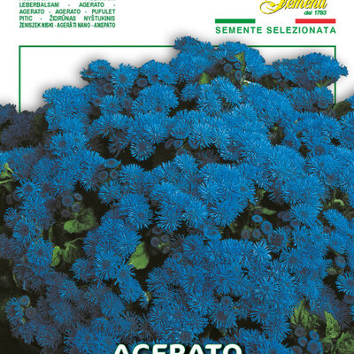 Goruća ljubav Blu Star 5 kesica semena Virimax Franchi Sementi