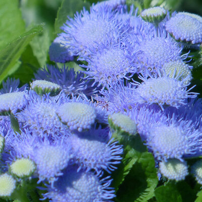 Goruća ljubav Blu Star 10 kesica semena Virimax Franchi Sementi