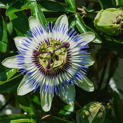 Seme za cveće Hristov venac 5 kesica Virimax Franchi Sementi